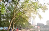Hà Nội đẹp lạ lùng trong màu trắng hoa sưa